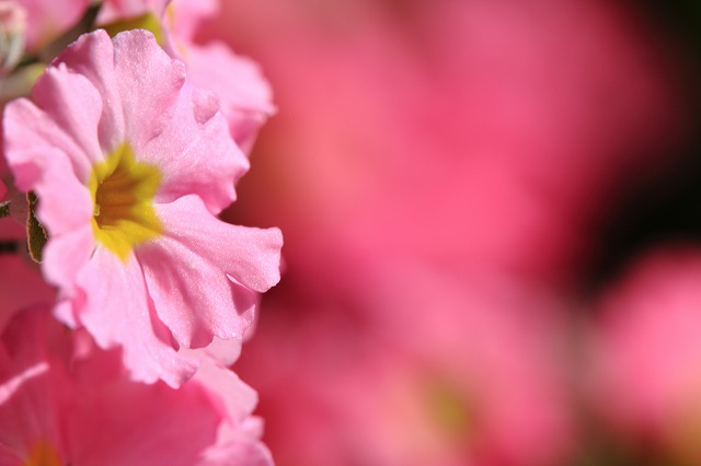 ピンクの花