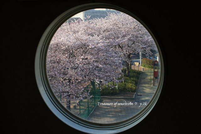 寝室から見える桜です
