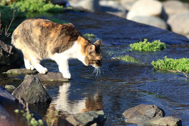猫って水嫌いだよね